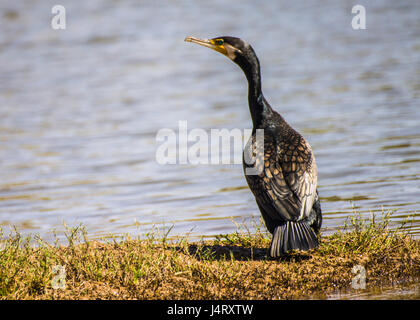 Kormoran am Flussufer Stockfoto