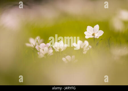 Ein Feld von Frühling Wildblumen Anemone Coronaria (Anemone Mohn). Diese Wildblumen kann in verschiedenen Farben angezeigt werden. Vor allem rot, lila, blau und weiß. PH Stockfoto