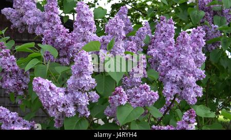 Süße lila auf grünem Hintergrund. Süße lila. Lila Blüten. Grüner Zweig mit Frühling lila Blumen Stockfoto