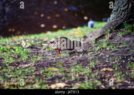 Herde von Enten im sonnigen Sommertag. hautnah. Stockfoto