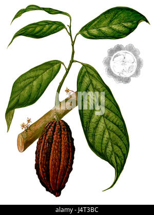 Theobroma cacao Blanco 2,275 Cropped bezieht sich auf eine bestimmte Kakaopflanze, Theobroma cacao Blanco, eine Sorte, die für ihre hochwertigen Bohnen bekannt ist, die in der Schokoladenproduktion verwendet werden. Dieses zugeschnittene Bild zeigt wahrscheinlich eine Nahaufnahme der Bohnen oder Schoten, die ihre besonderen Eigenschaften hervorhebt. Die Kakaoanlage Theobroma ist von zentraler Bedeutung für die globale Schokoladenindustrie und spielt eine wesentliche Rolle in der Landwirtschaft und Lebensmittelproduktion. Stockfoto