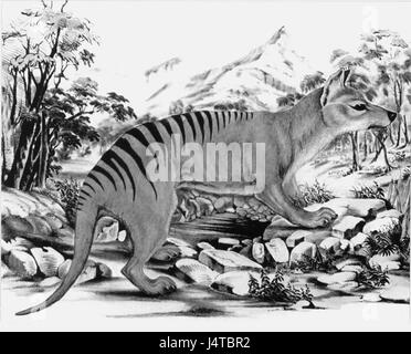 Der Thylacin, auch bekannt als Tasmanischer Tiger, war ein fleischfressendes Beuteltier aus Australien. Im 20. Jahrhundert erloschen sie. Die Art ist bekannt für ihren markanten, gestreiften Rücken und ihr Hundebild. Stockfoto