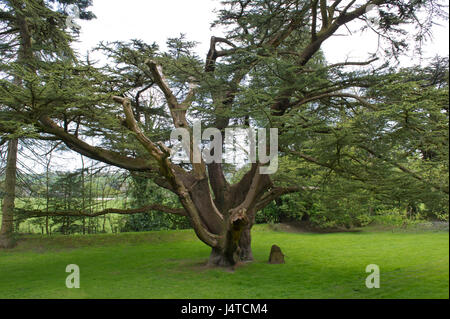 Gwydyr schloss, llanwrst, North Wales, UK mit Inhaber Peter welford & Judy Corbett und zeigt die getäfelten Speisesaal von William Randolph Hearst gekauft Stockfoto