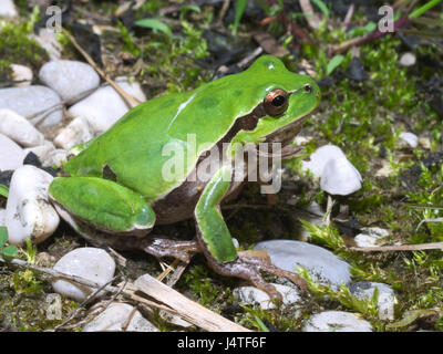 Italienische Laubfrosch (hyla intermedia) Wandern auf dem Unterholz oder Wiese Stockfoto