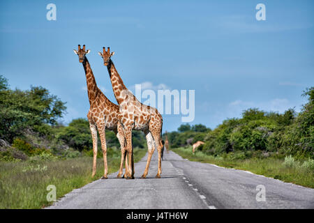 Giraffen unterwegs im Etosha Nationalpark, Namibia Stockfoto