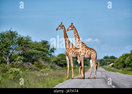 Giraffen unterwegs im Etosha Nationalpark, Namibia Stockfoto