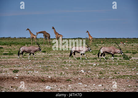 Oryx-Antilopen und Giraffen im Etosha Nationalpark, Namibia Stockfoto