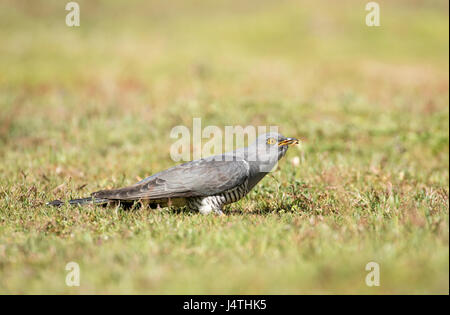 Gemeinsame Kuckuck (Cuculus canorus) Nahrungssuche am Boden für die wirbellosen Beute wie Mehlwürmer und Raupen. Diese Person hat eine Mahlzeit gefangen. Stockfoto