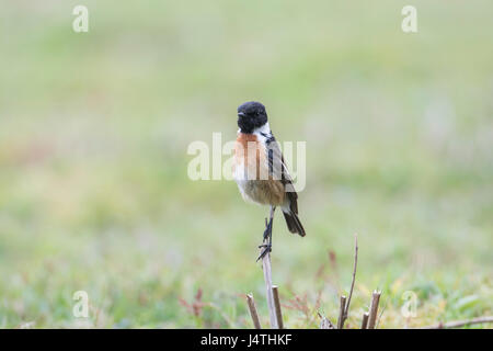 Männliche Schwarzkehlchen (Saxicola Torquata) auf Nahrungssuche Stockfoto