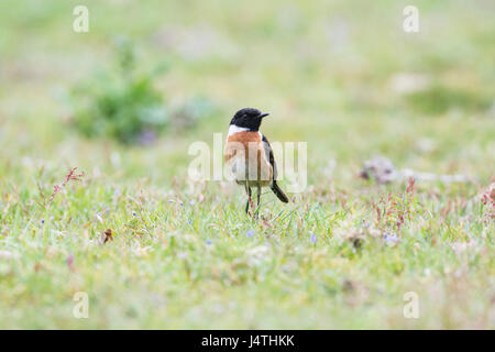 Männliche Schwarzkehlchen (Saxicola Torquata) auf Nahrungssuche Stockfoto