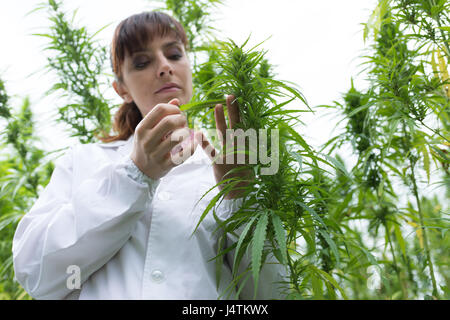 Wissenschaftlerin in einem Hanffeld überprüfen, Pflanzen und Blumen, alternative Kräutermedizin Konzept Stockfoto