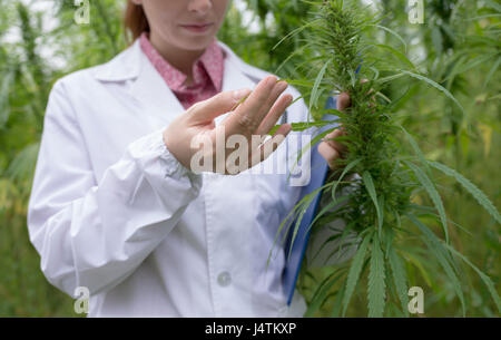 Ärztin mit Zwischenablage Cannabis Sativa Blumen im Feld zu testen Stockfoto