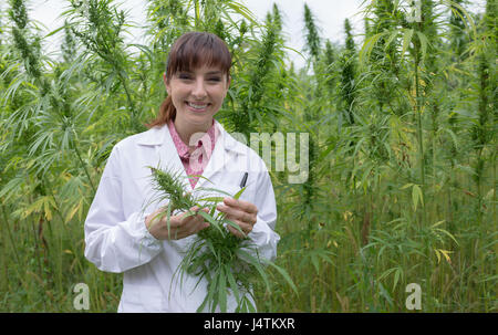 Wissenschaftlerin in einem Hanffeld überprüfen, Pflanzen und Blumen, alternative Kräutermedizin Konzept Stockfoto