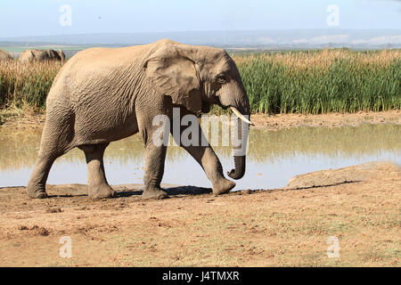 Elefanten zu Fuß in den Addo Park lange Elefantengras Stockfoto