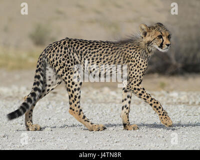 Juvenile Gepard männlich zu Fuß im Busch Stockfoto