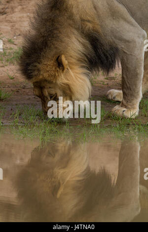 Männliche Löwen Trinkwasser mit Reflexion Stockfoto