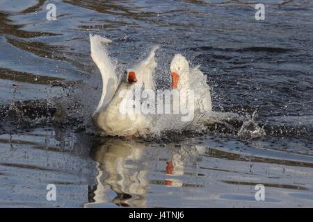 Zwei weiße Gänse kämpfen auf einem Teich im Frühling Stockfoto