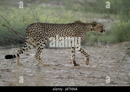 Männliche Geparden stalking im Kgalagadi Transfrontier Park Busch Stockfoto