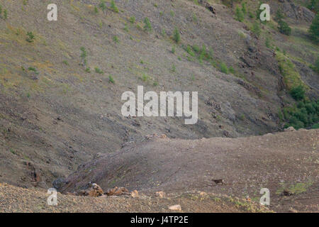 Putorana Schnee ram (Putorana Big Horn ram). Dyolochi River. Endemische Tiere der Putorana Plateau. Nördlich von Russland. Sibirien. Putorana finden. Russland. Stockfoto