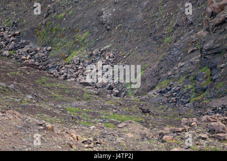 Putorana Schnee ram (Putorana Big Horn ram). Dyolochi River. Endemische Tiere der Putorana Plateau. Nördlich von Russland. Sibirien. Putorana finden. Russland. Stockfoto