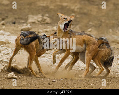 Schakale Gruß Ritual in den Kgalagadi Transfrontier Park, Botswana Stockfoto