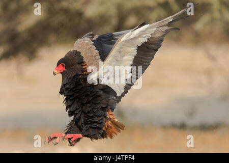Bateleur Adler landet auf dem Wasserloch im Kgalagadi Transfrontier Park Stockfoto