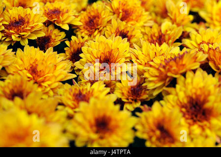 Nahaufnahme der gelbe Chrysanthemeblumen im Blumenbeet Stockfoto
