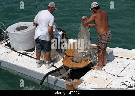 Angeln für Köder mit einer Besetzung net von einem kleinen Boot auf den Golf von Mexiko Florida USA Mann einen Fang kleiner Fische anlanden. April 2017 Stockfoto