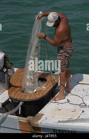 Angeln für Köder mit einer Besetzung net von einem kleinen Boot auf den Golf von Mexiko Florida USA Mann einen Fang kleiner Fische anlanden. April 2017 Stockfoto