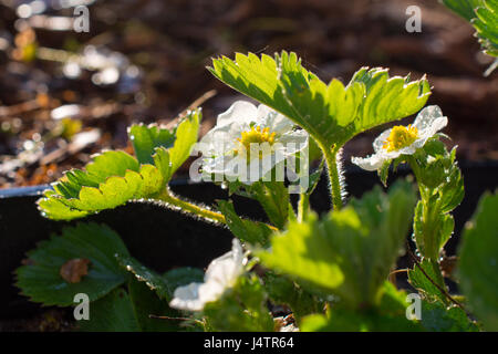 Nahaufnahme der nassen Erdbeere Blumen. Geringe Schärfentiefe Stockfoto