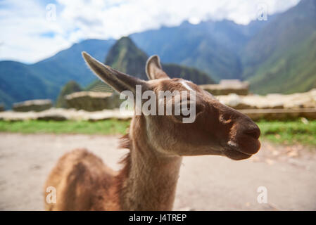 Niedliche braune Baby Lama in Machu Picchu Stadt. Alpaka Tier Nahaufnahme Stockfoto