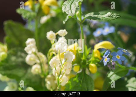 kleinen Frühlingsblumen in Haufen Stockfoto