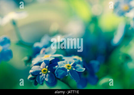 Vergissmeinnicht blauer kleine Frühlingsblumen in Haufen Stockfoto