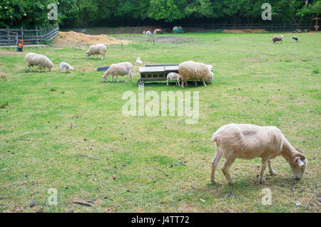 London, UK. 14. Mai 2017. Neugeborenen Lämmern, Schafen, Alpakas und Lamas sind Mudchute Stadtbauernhof abgebildet. Der Park umfasst jetzt 13 ha (32) und die örtliche Behörde beschreibt der Farm als die größte urban Farm in Europa. Bildnachweis: Alberto Pezzali/Pacific Press/Alamy Live-Nachrichten Stockfoto