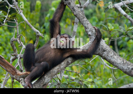 Ein Baby-Schimpanse auf Mangrovenzweigen. Republik Kongo. Conkouati-Douli Reserve. Stockfoto