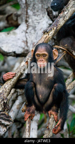 Ein Baby-Schimpanse auf Mangrovenzweigen. Republik Kongo. Conkouati-Douli Reserve. Stockfoto