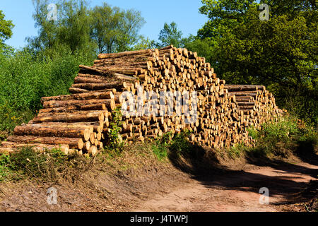 Melden Sie sich Haufen zeigt gefällten Kiefern Peckforton, Cheshire, UK Stockfoto