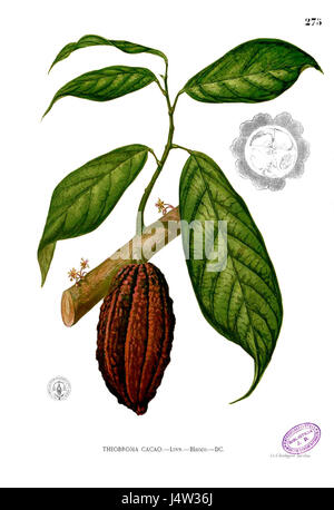 Theobroma Cacao Blanco2.275 Stockfoto