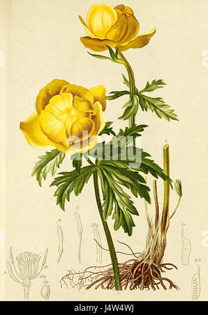 Trollius europaeus, allgemein bekannt als Globus-Blume, ist eine blühende Pflanzenart in den Alpen. Diese Pflanze ist bekannt für ihre leuchtend gelben Blüten und ist ein wichtiger Teil der alpinen Flora und trägt zur Artenvielfalt der Region bei. Stockfoto
