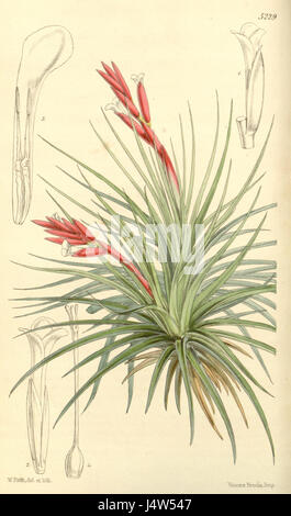 Diese botanische Illustration aus dem Magazin Curtis (1861) zeigt Tillandsia tenuifolia, eine Vielzahl von Luftpflanzen, die in Mittel- und Südamerika gefunden wurden. Diese Pflanze ist bekannt für ihre zarten, dünnen Blätter und gehört zur Familie der Bromeliaceae. Stockfoto