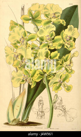 Eine botanische Illustration von *Trichocentrum bicallosum* aus dem Jahr 1845, ursprünglich als *Oncidium bicallosum* klassifiziert, aus Curtis' Botanical Magazine. Stockfoto