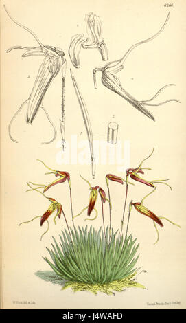 Trisetella Triaristella (als Masdevallia Triaristella) Curtis' 102 (ser. 3 Nr. 32) pl. 6268 (1876) Stockfoto