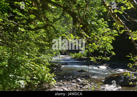 Wilder Fluss des Regenwaldes Ho Stockfoto