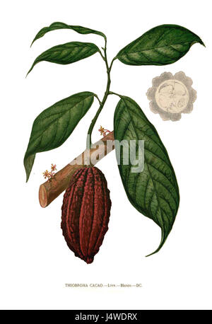 Theobroma Cacao Blanco sauber Stockfoto