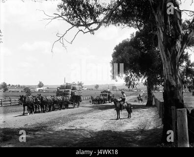 Ein historisches Foto aus dem Powerhouse Museum, das ein Wollteam zeigt, das von einem Bahnhof abfährt. Dieses Bild fängt einen Moment in der Agrar- und Transportgeschichte der Wollproduktion in Australien ein und unterstreicht die Rolle des Transports in der Wollindustrie und die Verbindung zwischen ländlicher und städtischer Wirtschaft. Stockfoto