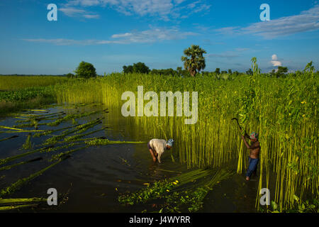 Bauern ernten Jute aus dem Feld in Gopalganj, Bangladesch. Stockfoto