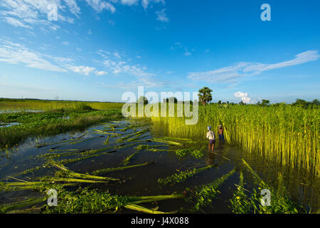 Bauern ernten Jute aus dem Feld in Gopalganj, Bangladesch. Stockfoto