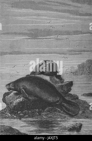 Vingt mille lieues sous les mers, oder „Twenty Thousand Leagues Under the Sea“ von Jules Verne, ist ein berühmter Science-Fiction-Roman. Dieser Titel bezieht sich wahrscheinlich auf eine Originalausgabe oder Illustration aus dem Buch. Stockfoto