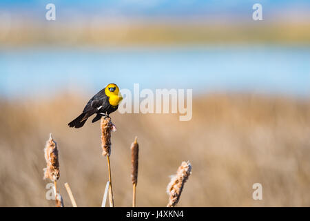 Gelb-vorangegangene Amsel auf Rohrkolben in ein Sumpfgebiet Prairie, Alberta, Kanada Stockfoto