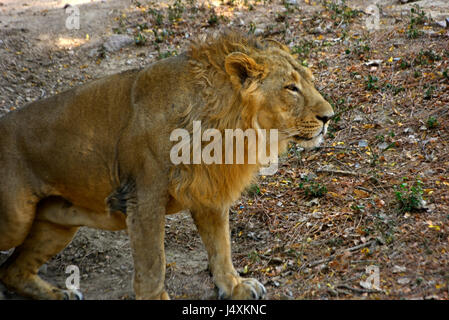 Lion Stockfoto